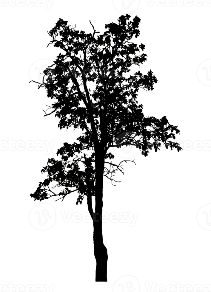Realistic tree silhouette isolated on transparent background with clipping path and alpha channel png