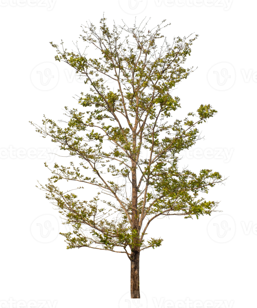 Tree isolated on transparent background png