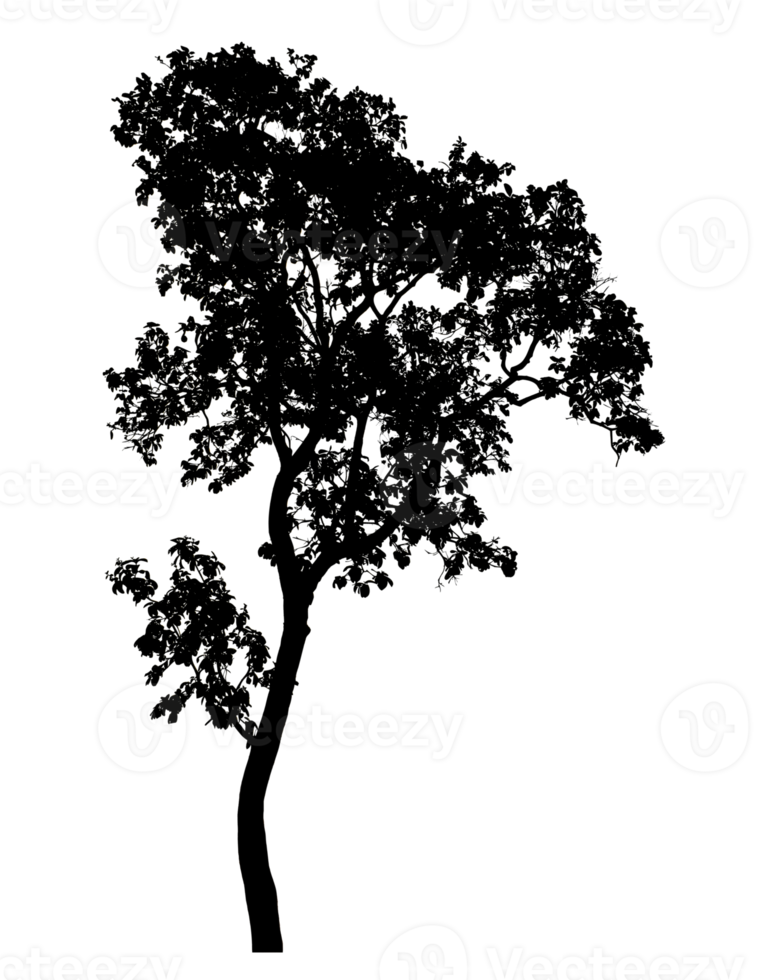 Realistic tree silhouette isolated on transparent background with clipping path and alpha channel png