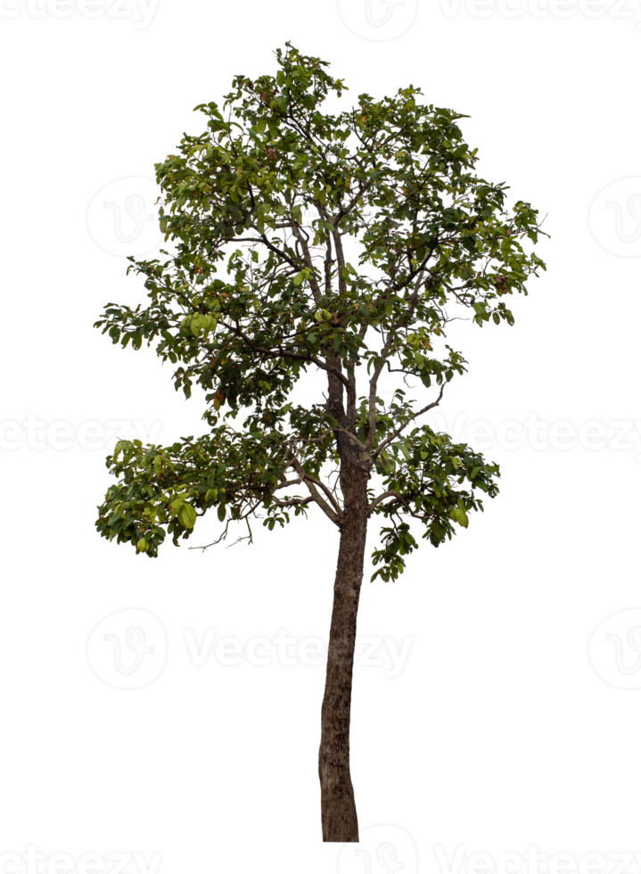 Tree isolated on transparent background png