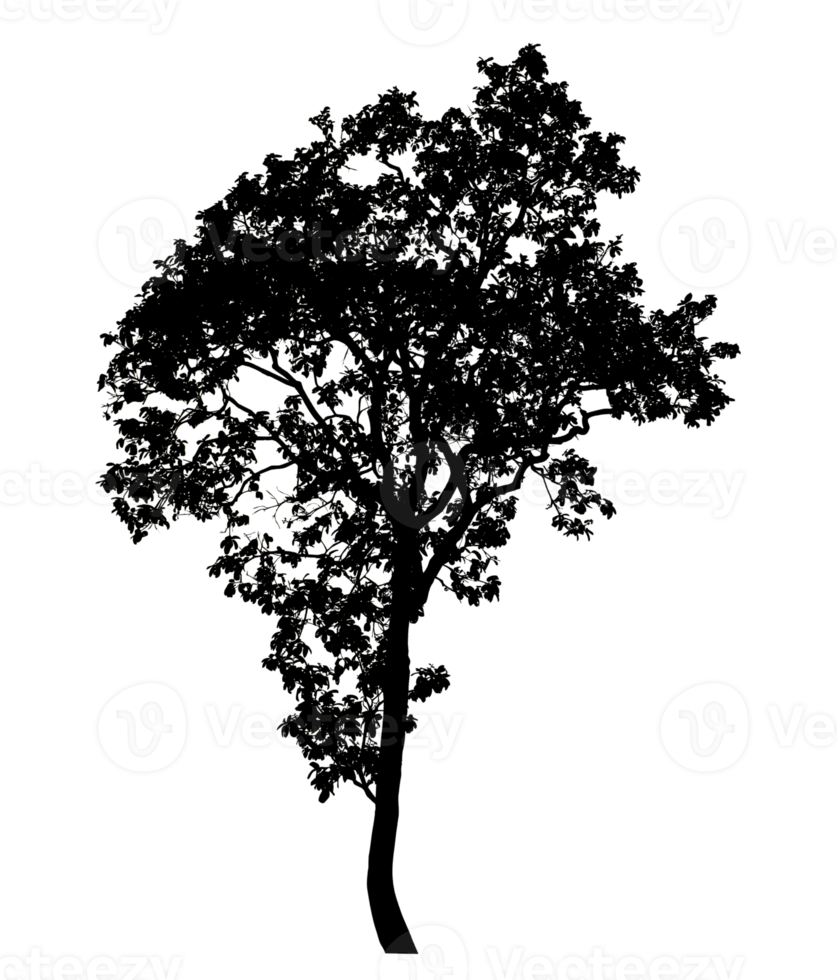 Realistic tree silhouette isolated on transparent background with clipping path and alpha channel png