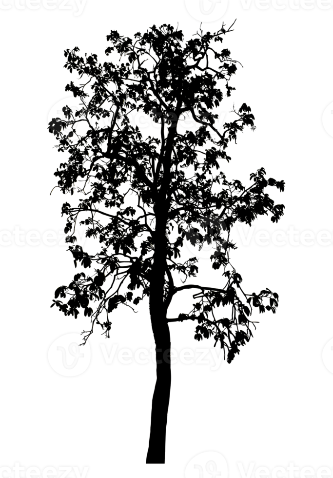 Realistic tree silhouette isolated on transparent background with clipping path and alpha channel png