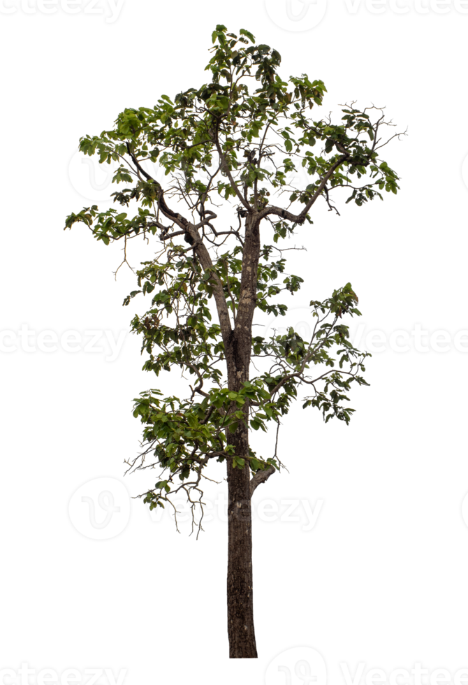 Tree isolated on transparent background png