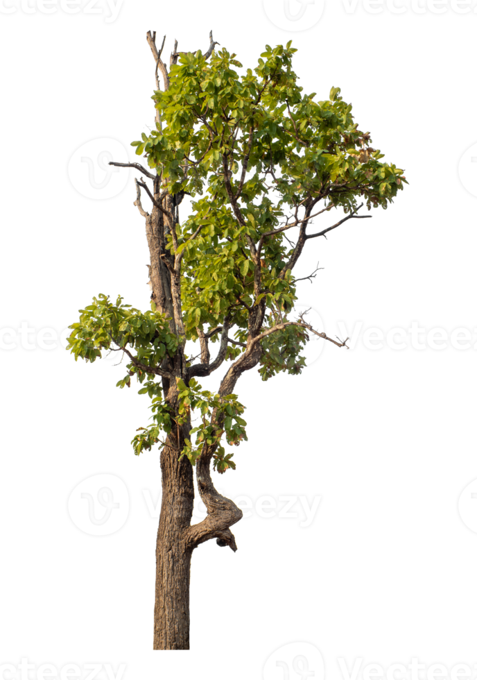 Green tree isolated on transparent background png