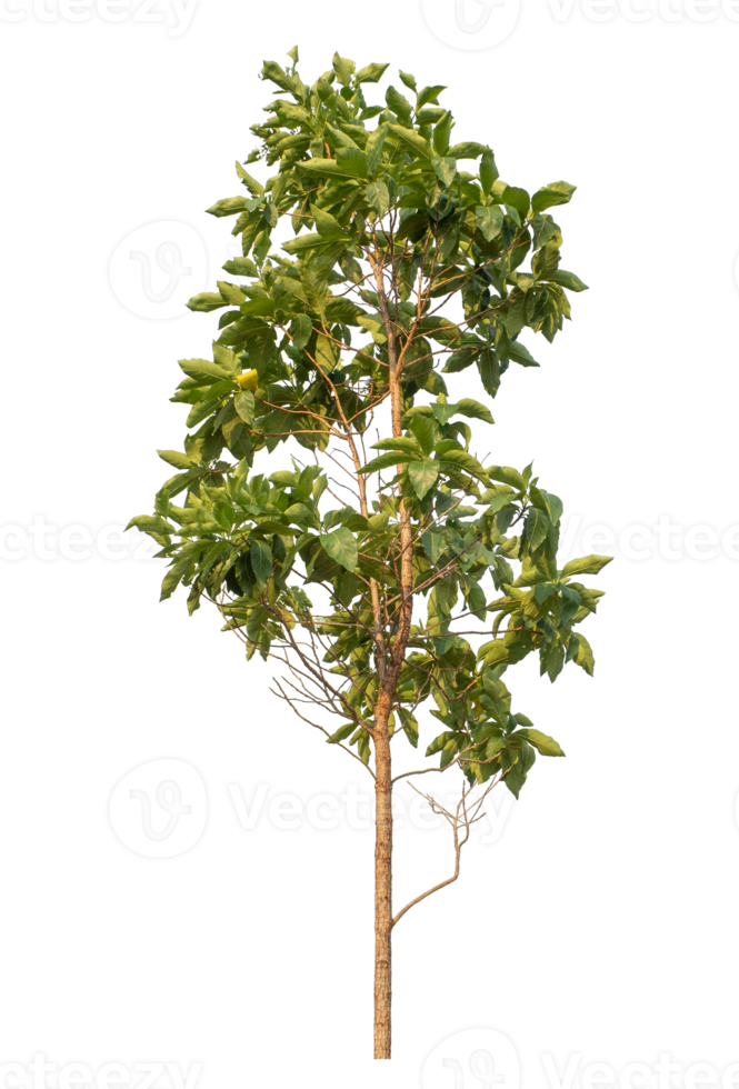 Green tree isolated on transparent background png