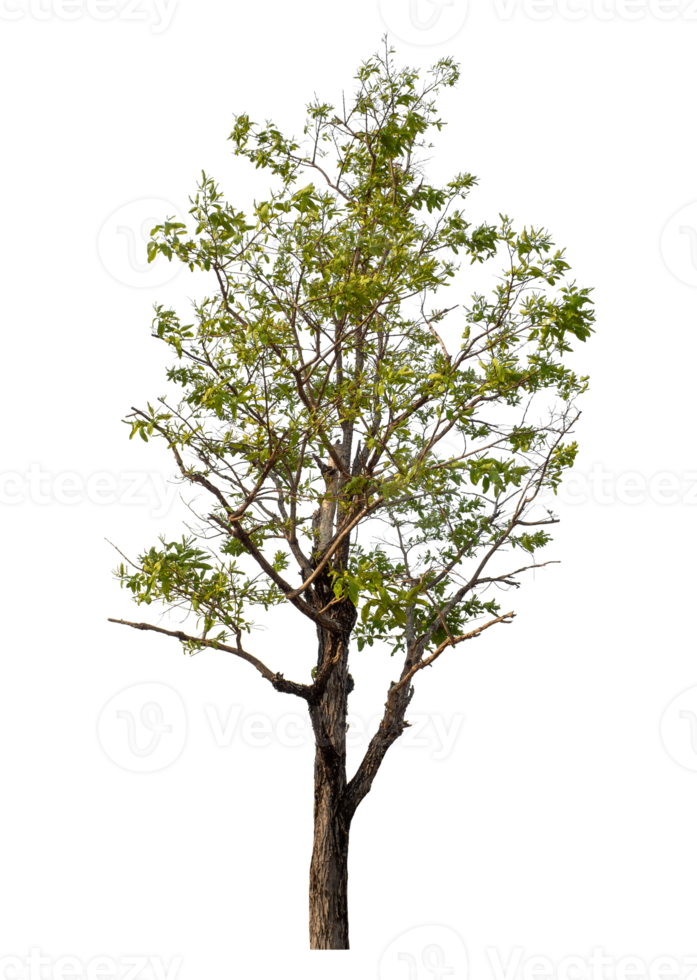 Green tree isolated on transparent background png