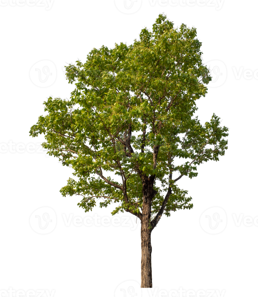 Green tree isolated on transparent background png