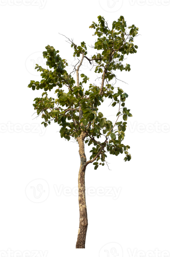 Green tree isolated on transparent background png