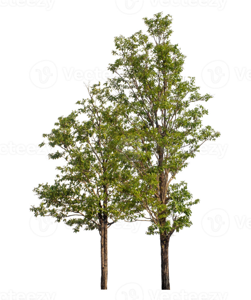 Green tree isolated on transparent background png