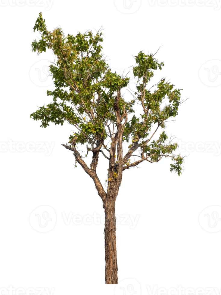 Green tree isolated on transparent background png