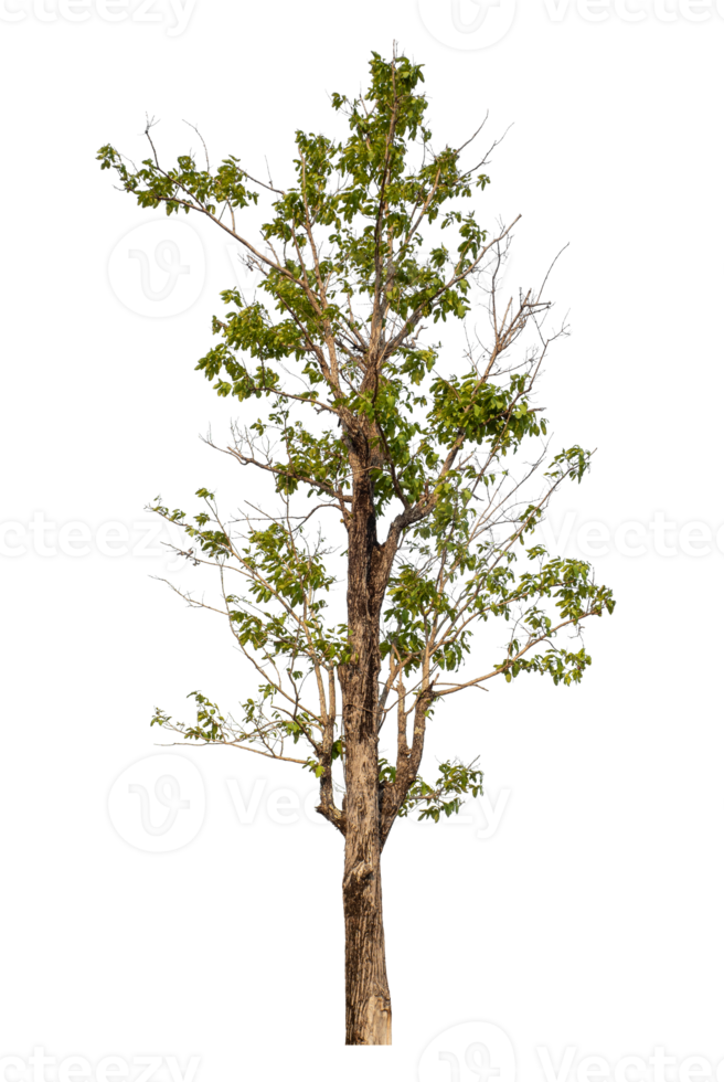 Green tree isolated on transparent background png