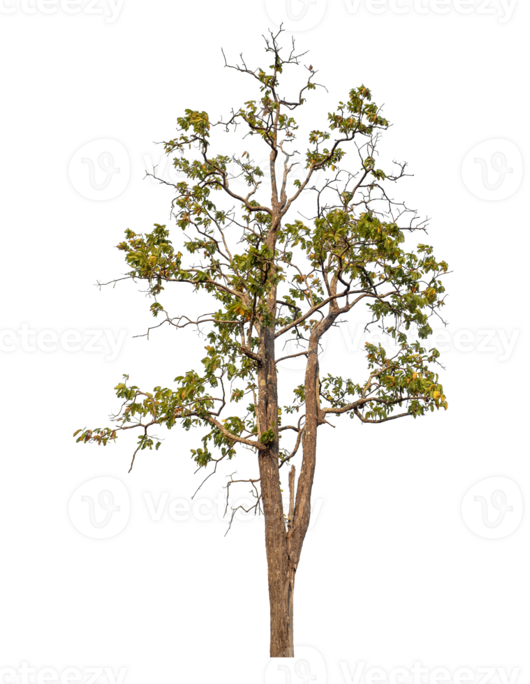 tree isolated on transparent background png
