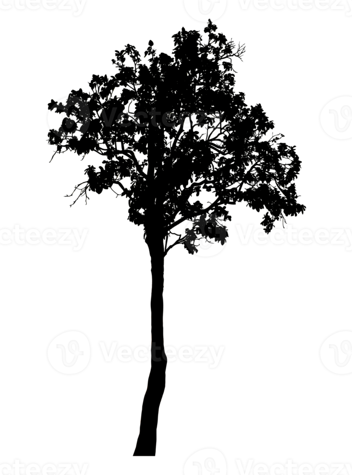 Realistic tree silhouette isolated on transparent background with clipping path and alpha channel png