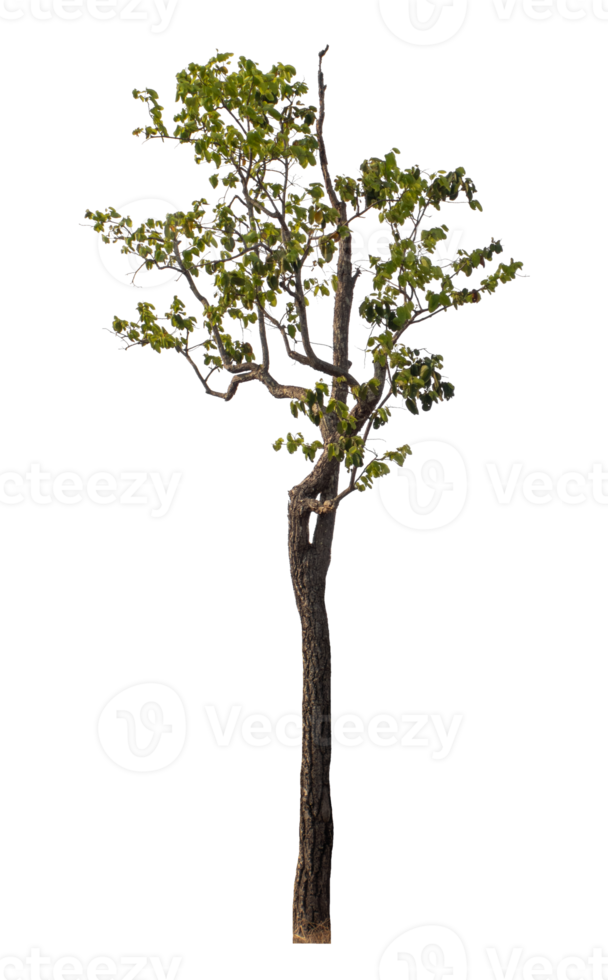 tree isolated on transparent background png