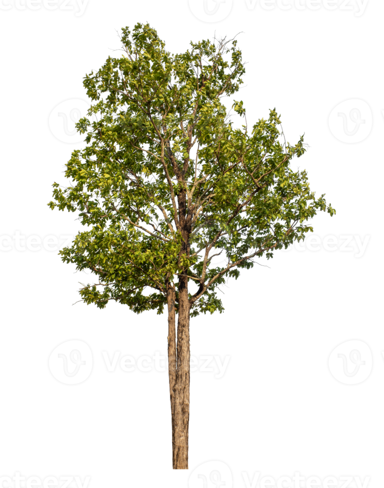Green tree isolated on transparent background png