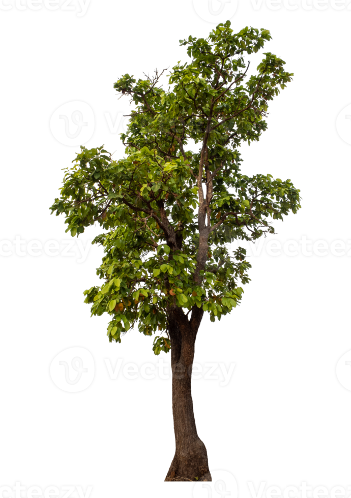Green tree isolated on transparent background png