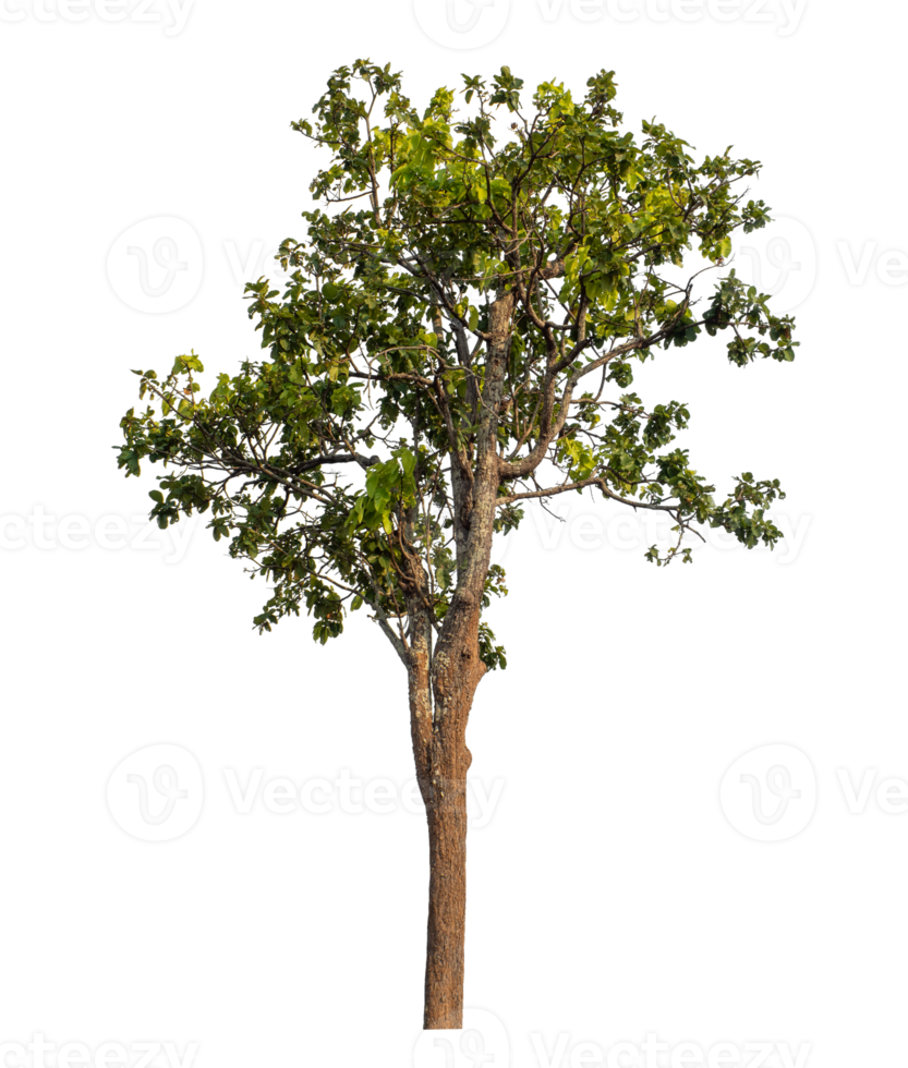 Green tree isolated on transparent background png