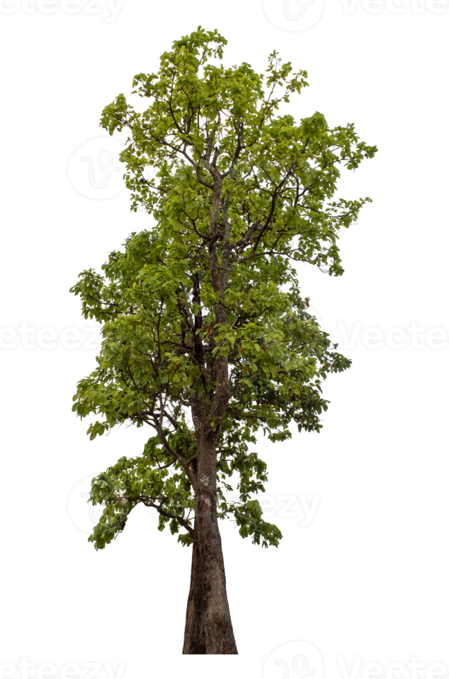 Green tree isolated on transparent background png