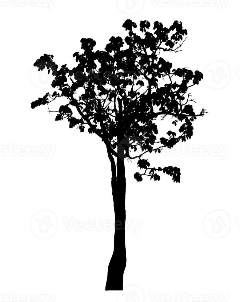 Realistic tree silhouette isolated on transparent background with clipping path and alpha channel png