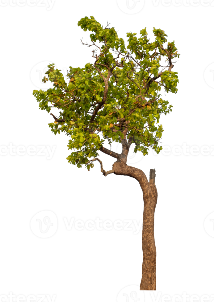 Green tree isolated on transparent background png