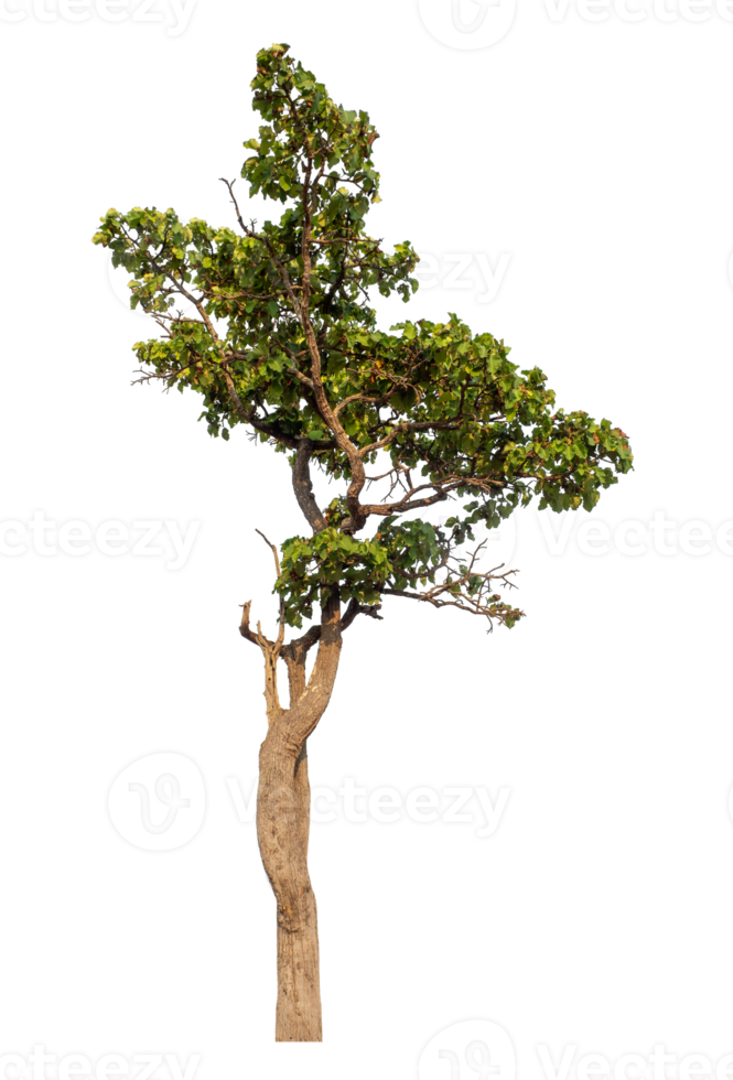 Green tree isolated on transparent background png