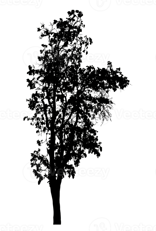 Realistic tree silhouette isolated on transparent background with clipping path and alpha channel png