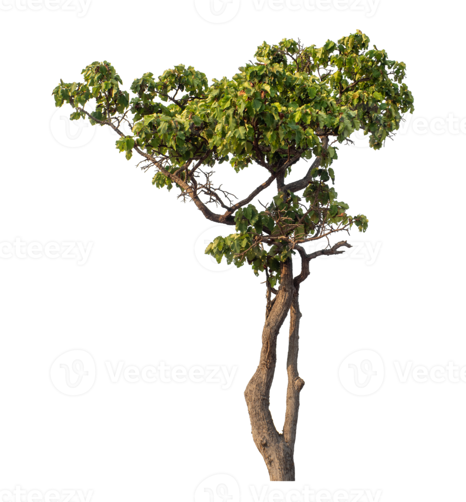 Green tree isolated on transparent background png