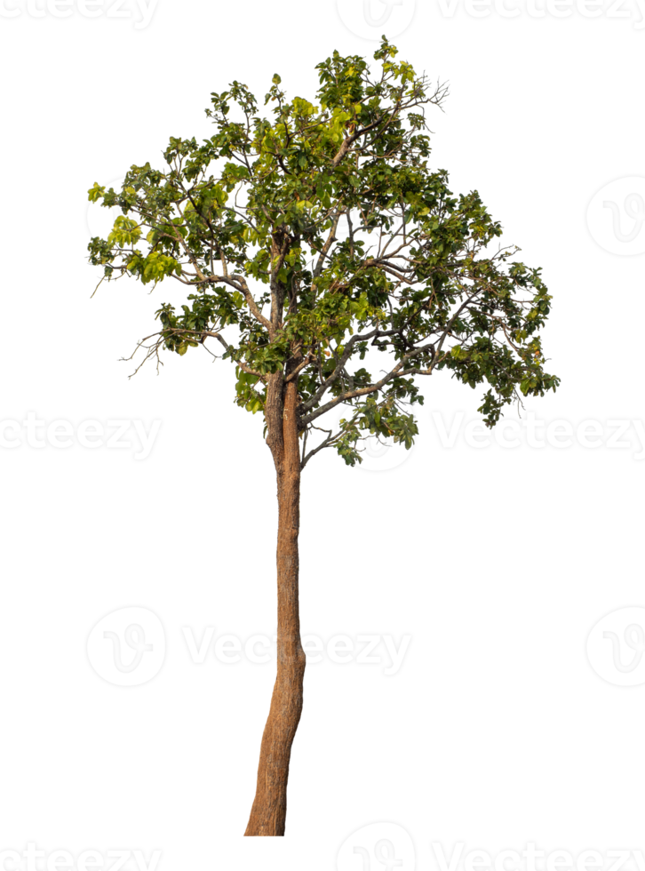 Green tree isolated on transparent background png