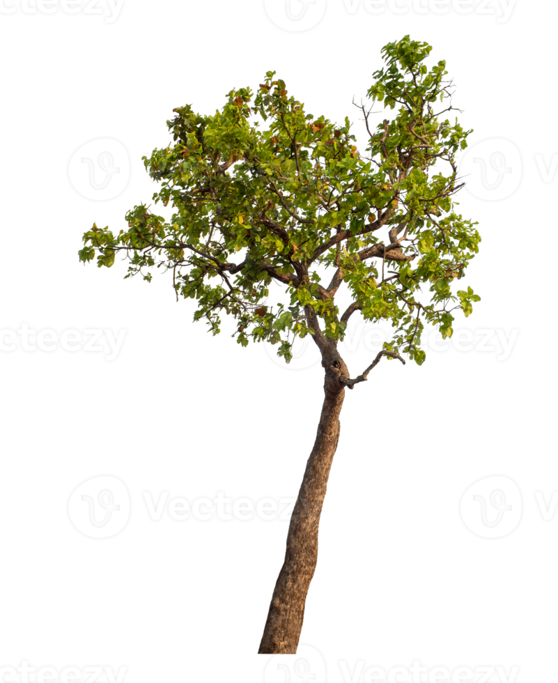 Green tree isolated on transparent background png