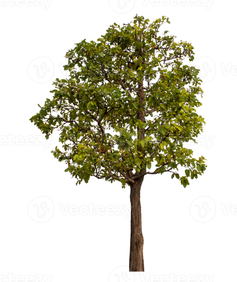 Green tree isolated on transparent background png