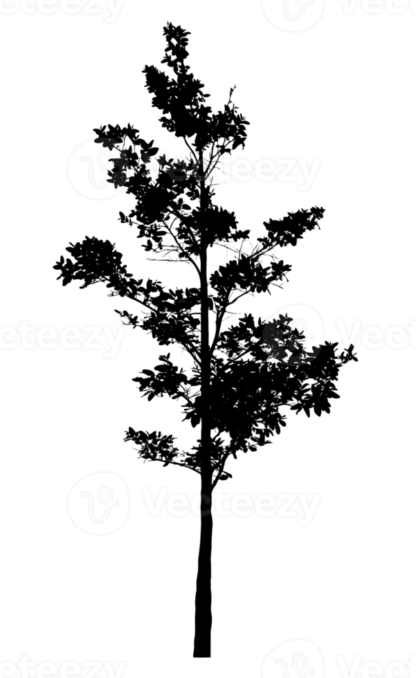 Realistic tree silhouette isolated on transparent background with clipping path and alpha channel png
