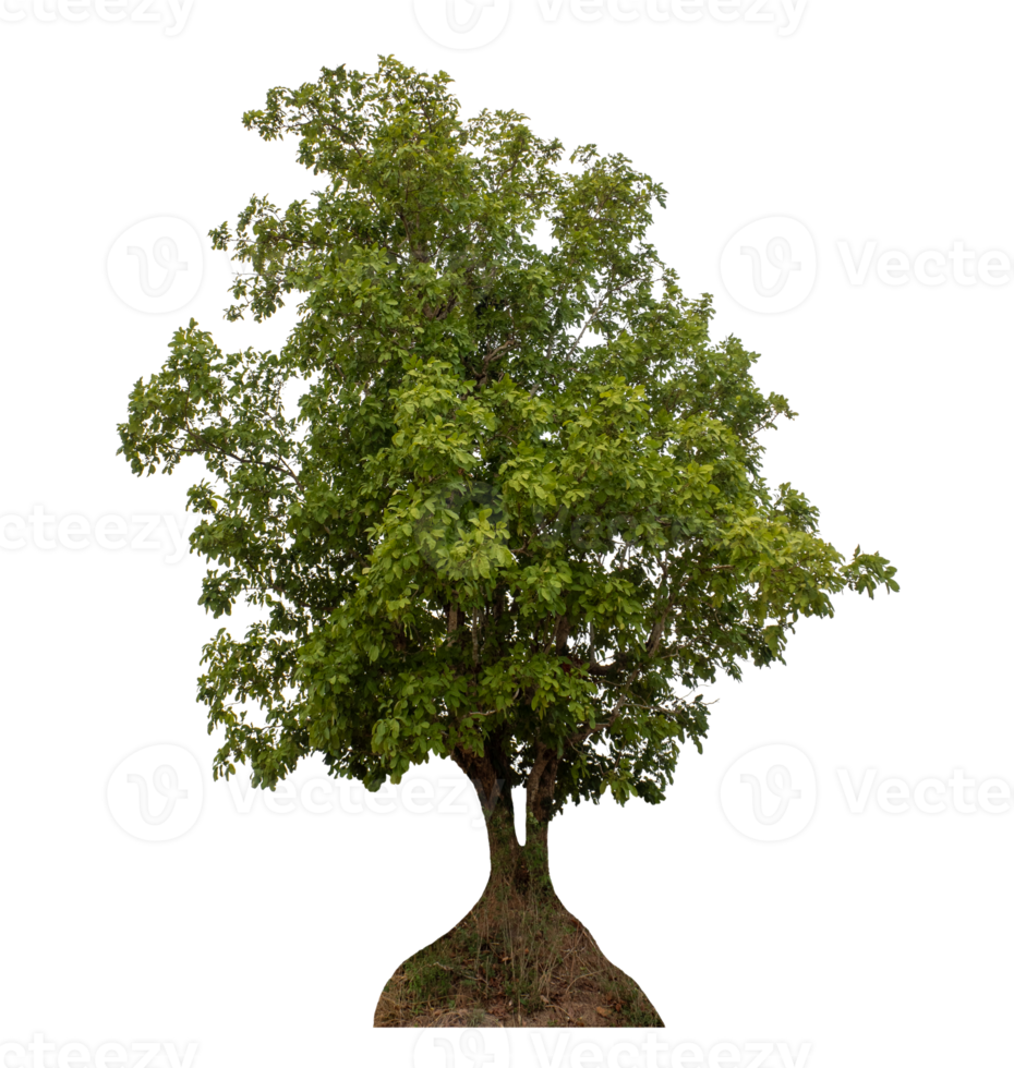 Green tree isolated on transparent background png