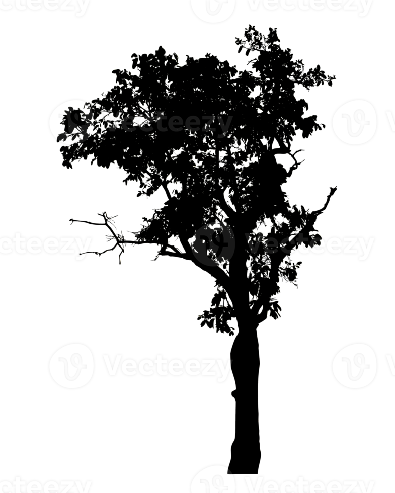 Realistic tree silhouette isolated on transparent background with clipping path and alpha channel png