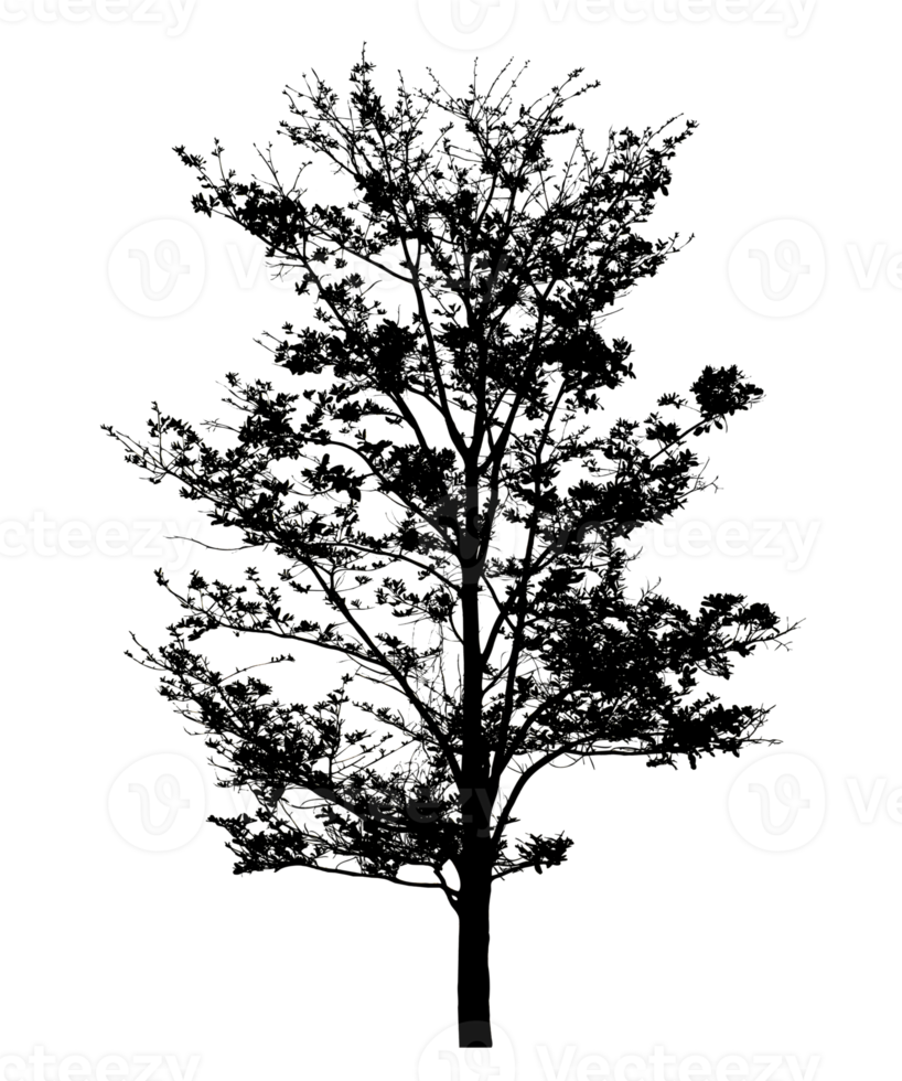 Realistic tree silhouette isolated on transparent background with clipping path and alpha channel png