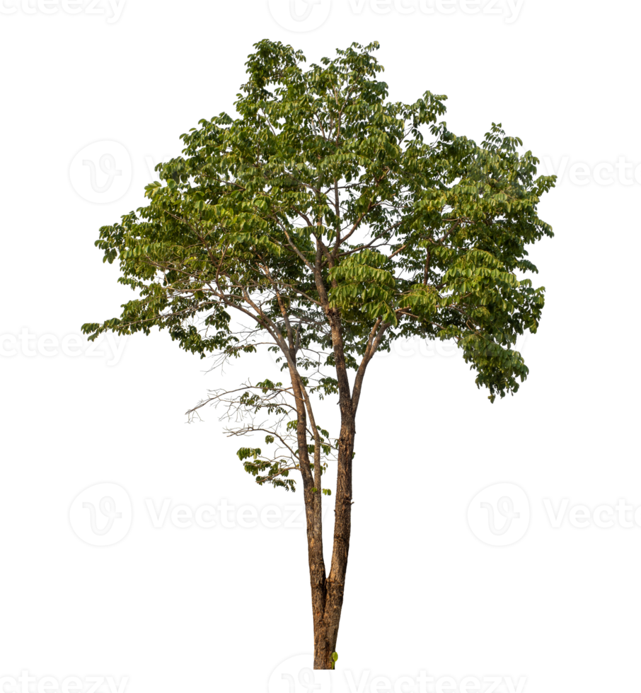 Green tree isolated on transparent background png