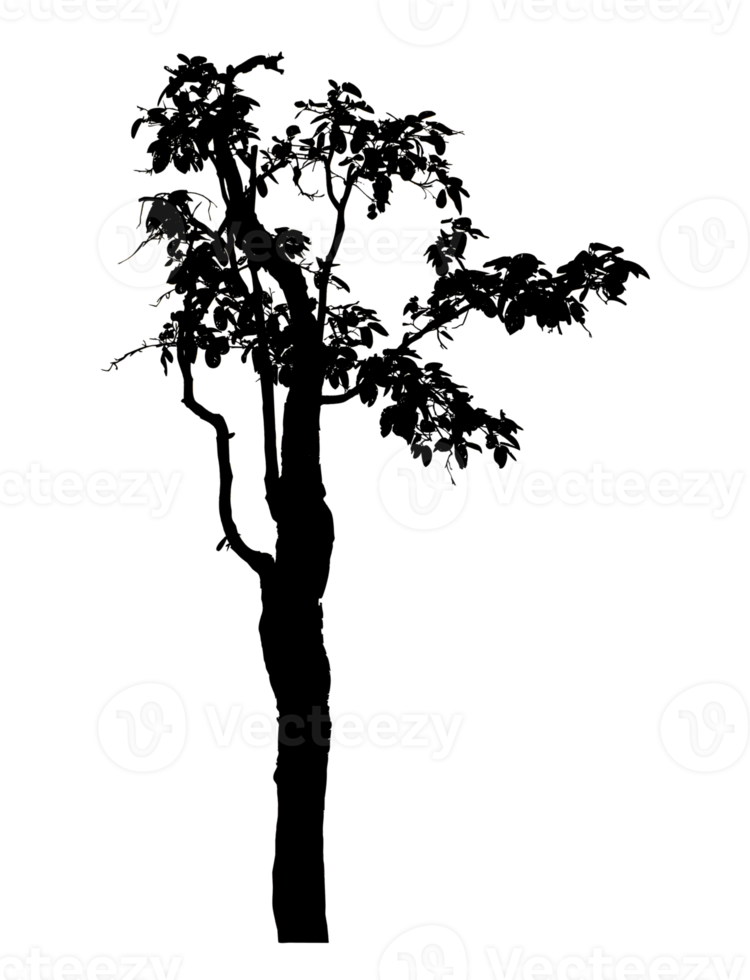 Realistic tree silhouette isolated on transparent background with clipping path and alpha channel png