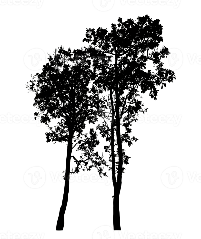 Realistic tree silhouette isolated on transparent background with clipping path and alpha channel png