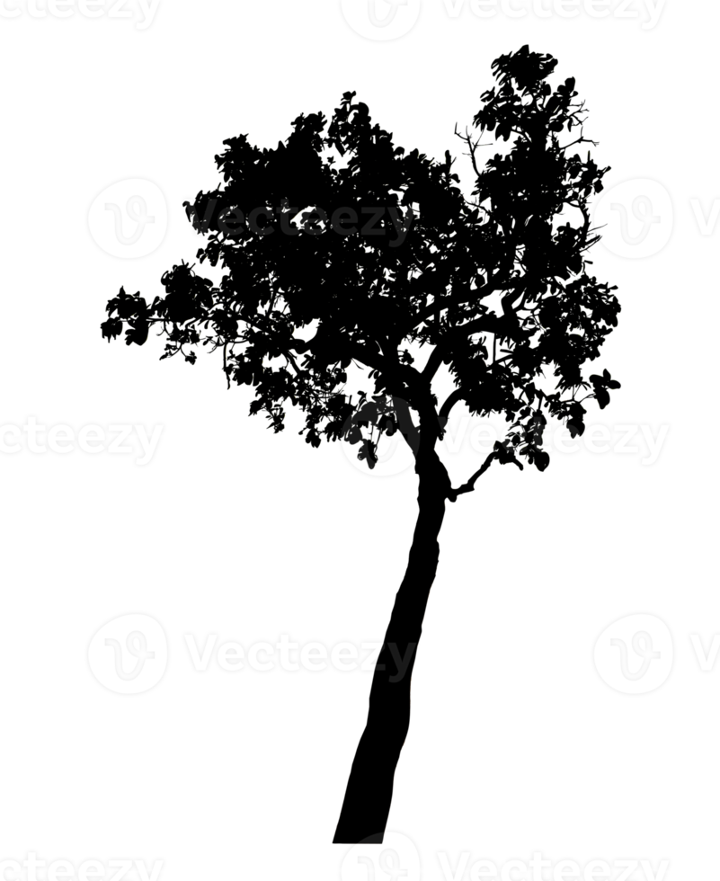 Realistic tree silhouette isolated on transparent background with clipping path and alpha channel png