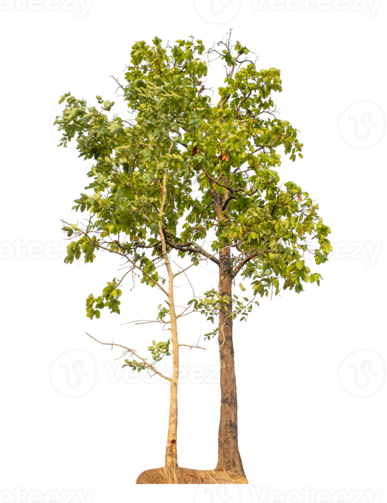 Green tree isolated on transparent background png