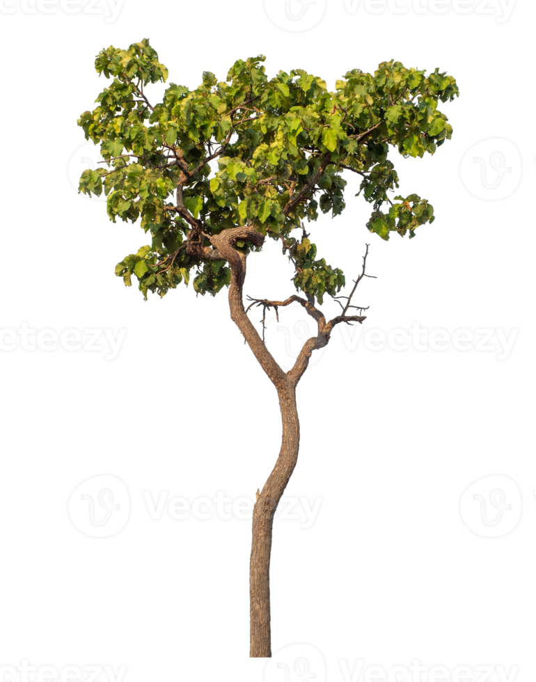 Green tree isolated on transparent background png
