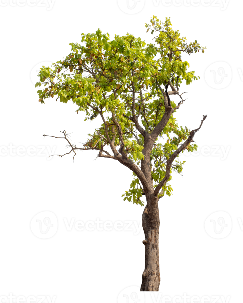 tree isolated on transparent background png
