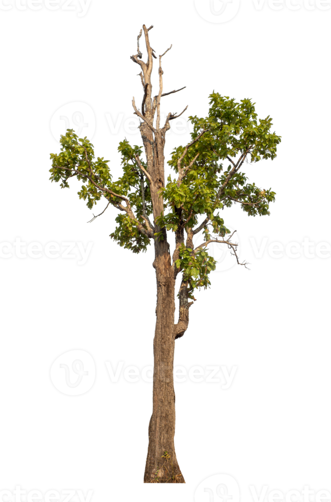Green tree isolated on transparent background png