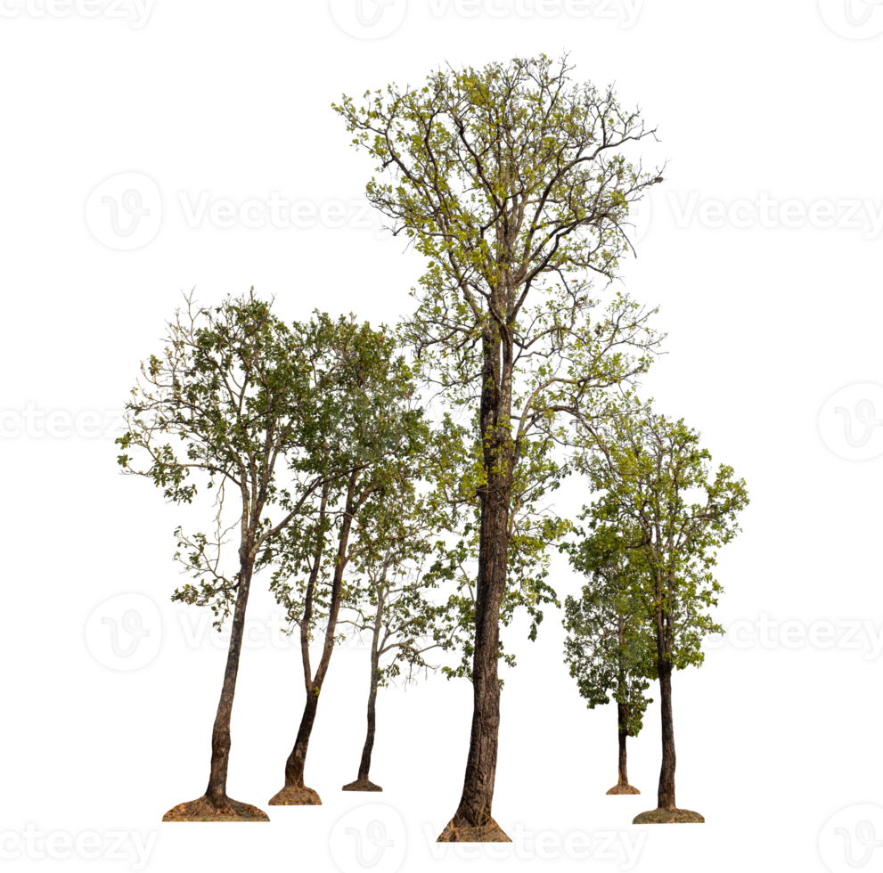 tree isolated on transparent background png
