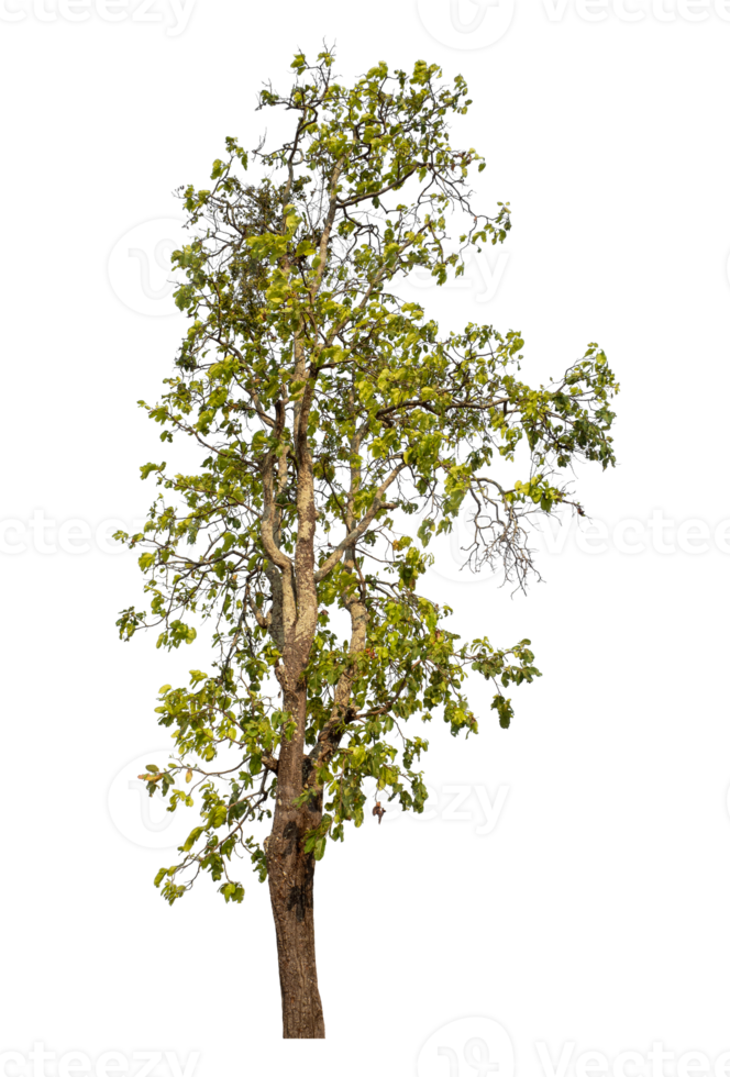 Green tree isolated on transparent background png