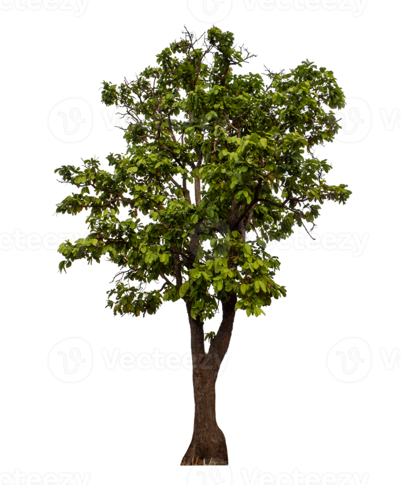 Green tree isolated on transparent background png
