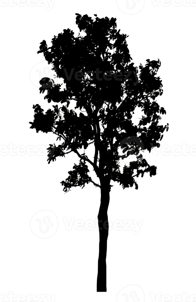 Realistic tree silhouette isolated on transparent background with clipping path and alpha channel png