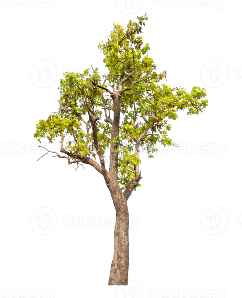 tree isolated on transparent background png