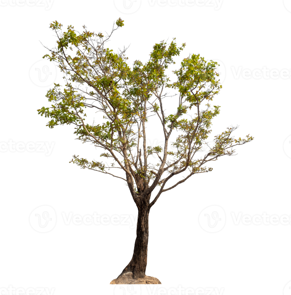 Green tree isolated on transparent background png