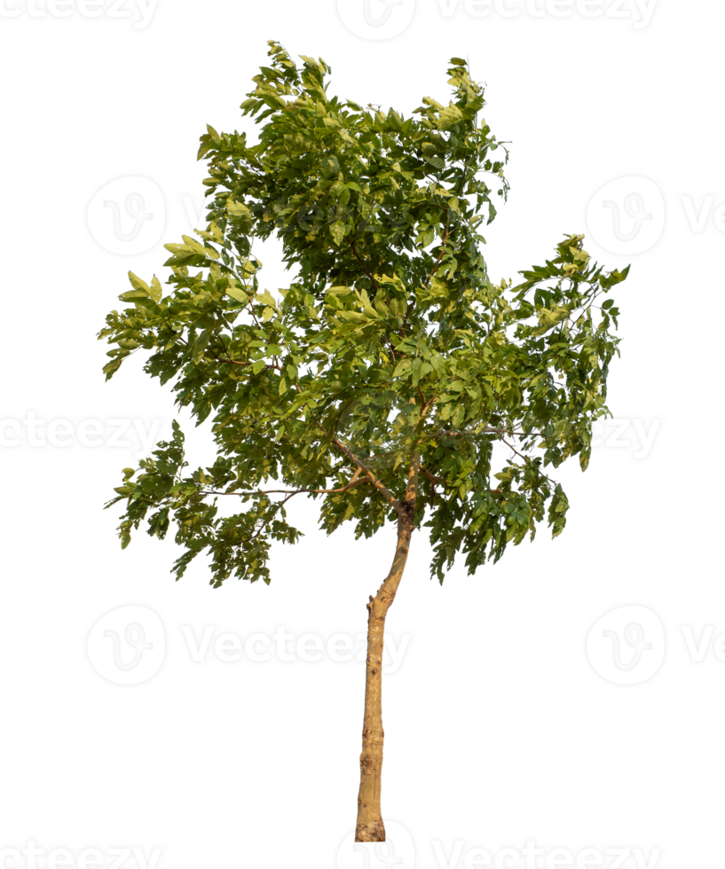 Green tree isolated on transparent background png