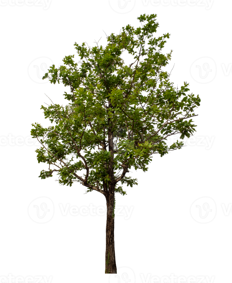 Green tree isolated on transparent background png